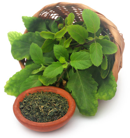 Dried and fresh medicinal tulsi leaves over white backgroundの写真素材