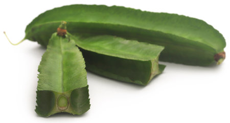Winged bean fresh and organic over white backgroundの写真素材