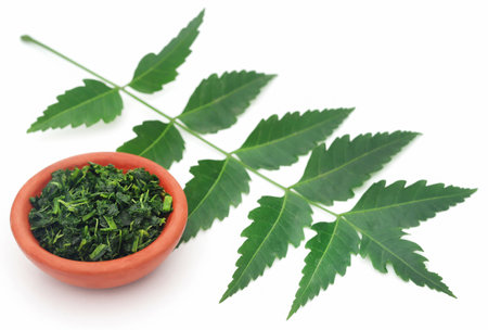 Medicinal neem leaves over white backgroundの写真素材