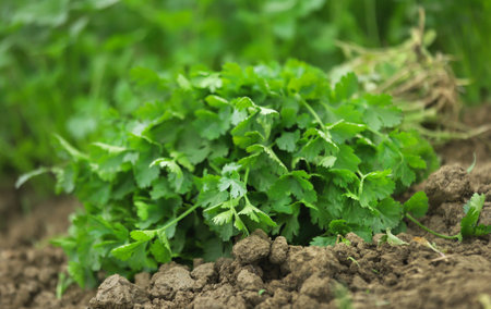 Fresh bunch of coriander leaves pulled out from fieldの写真素材
