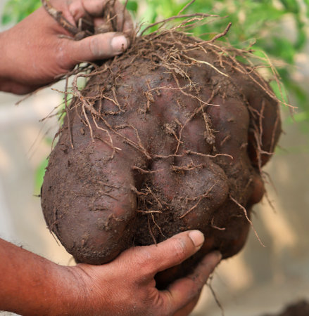 Dioscorea bulbifera or Air potato harvested from groundの写真素材