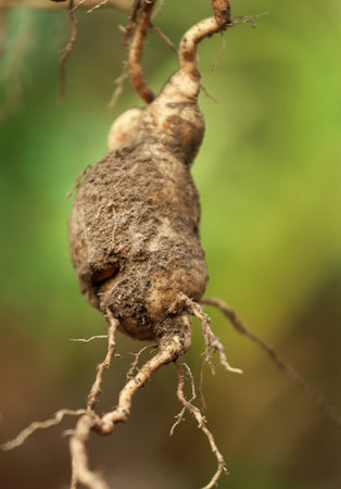 Yam or Sweet potato freshly harvested from groundの写真素材