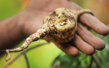 Yam or Sweet potato freshly harvested from groundの写真素材