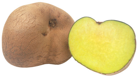 Disoscorea alata or greater yam fresh and organicの写真素材