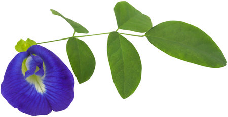 Clitoria ternatea or blue aparajita flower have plenty of medicinal value, closeup and isolatedの写真素材