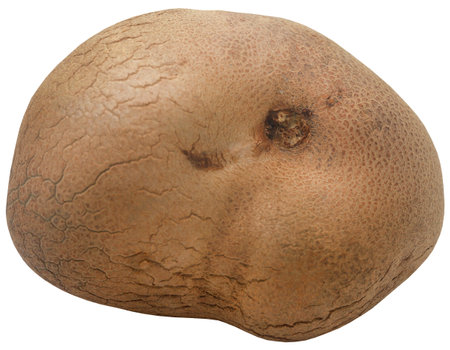 Disoscorea alata or greater yam fresh and organicの写真素材