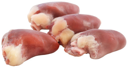 Chicken heart fresh organic closeup and isolatedの写真素材
