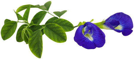 Clitoria ternatea or blue aparajita flower have plenty of medicinal value, closeup and isolatedの写真素材