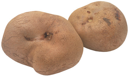 Disoscorea alata or greater yam fresh and organicの写真素材