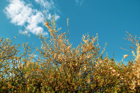 Forsythia flower of spring  bloomed in Denmarkの写真素材