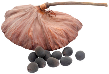 Lotus seed pod closeup and isolatedの写真素材