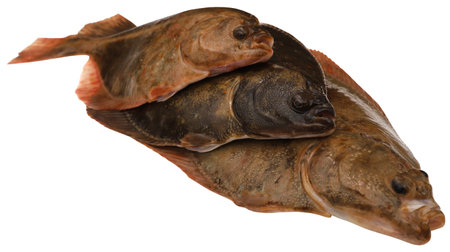 Flatfish caught from sea isolatedの写真素材