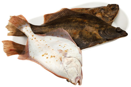 Flatfish caught from sea isolatedの写真素材