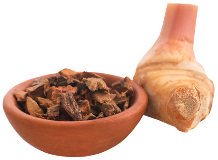 Alpinia galanga or Aromatic ginger fresh and driedの写真素材