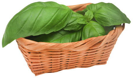 Fresh basil leaves closeup and isolatedの写真素材