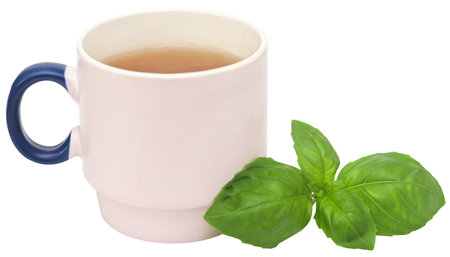 Fresh basil leaves with herbal tea in a cupの写真素材