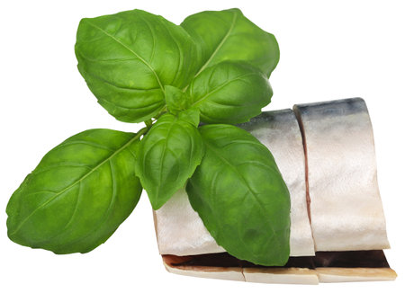Atlantic mackerel with fresh basil leavesの写真素材