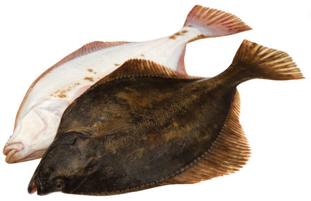Flatfish from sea freshly caughtの写真素材