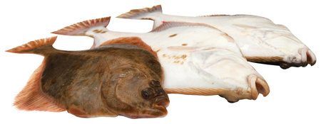 Flatfish from sea freshly caughtの写真素材