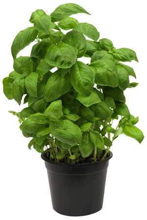 Basil plant in a black potの写真素材