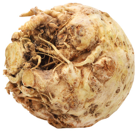Celery root fresh organic and isolatedの写真素材
