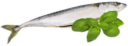 Atlantic mackerel with fresh basil leavesの写真素材