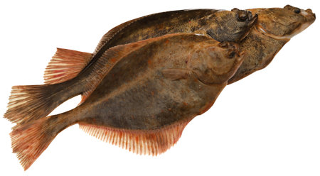 Flatfish freshly caught from sea isolatedの写真素材