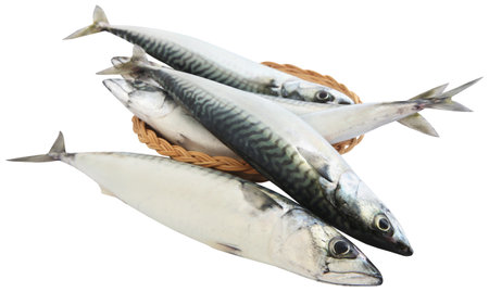 Atlantic mackerel freshly caught from seaの写真素材