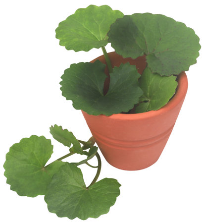 Ayurvedic thankuni or gotu kola in a bowlの写真素材