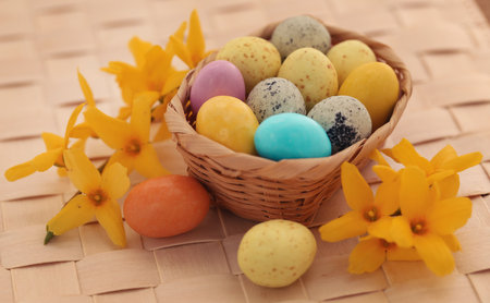 Easter egg with spring flower forsythia in natural surfaceの写真素材