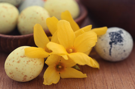 Easter egg with spring flower forsythia in natural surfaceの写真素材
