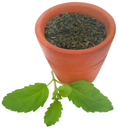 Medicinal holy basil or tulsi leaves fresh and crushedの写真素材