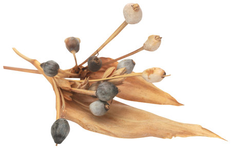 Dry fruits and seeds of Abrus precatorius or Indian liquoriceの写真素材