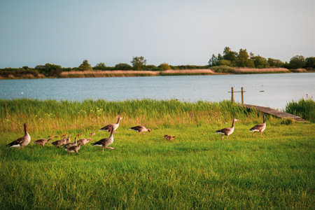 Picturesque Brondbystrand Park and a flock of graylag gooseの写真素材