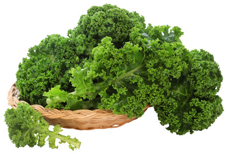 Kale or leaf cabbage fresh and organicの写真素材