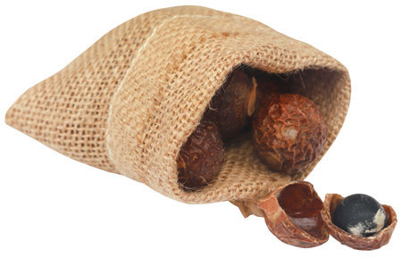 Sapindus mukorossi or Indian soapberry used in many cleansing purposesの写真素材