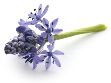 Hyacinth, a spring flower in Europeの写真素材
