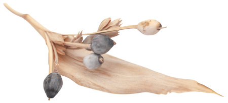 Abrus precatorius or Seed podsの写真素材