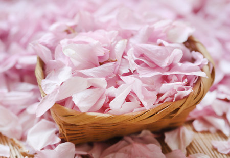 Pink Cherry patels collectd in a bowlの写真素材