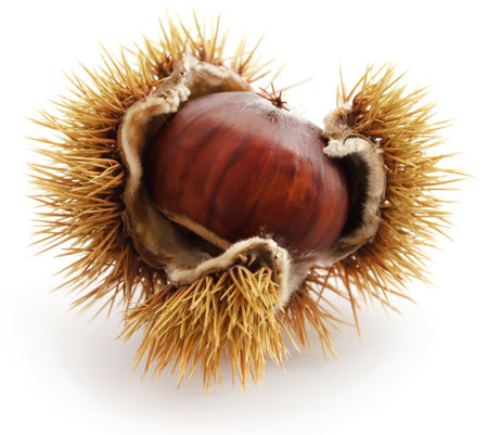 Fresh chestnut isolated over white backgroundの写真素材