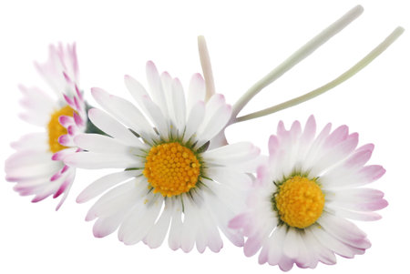 Daisy flower fully bloomed isolatedの写真素材