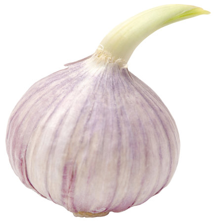 Sprouted garlic whole organic and isolatedの写真素材