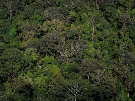 Green Canopy in Thailand