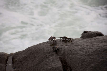 CRABSの写真素材