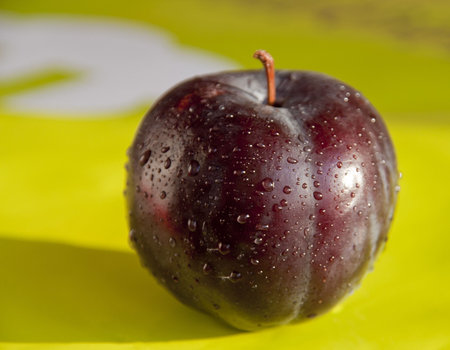 PLUM 01の写真素材