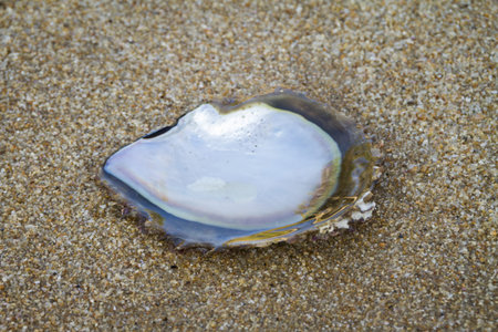 OYSTER SHELL