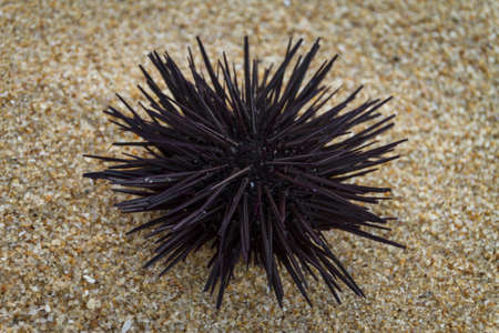 SEA URCHINの写真素材