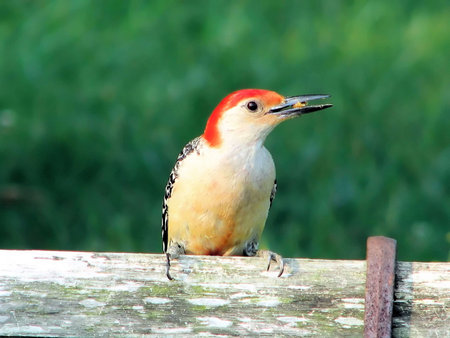 woodpecker on a weathered bench