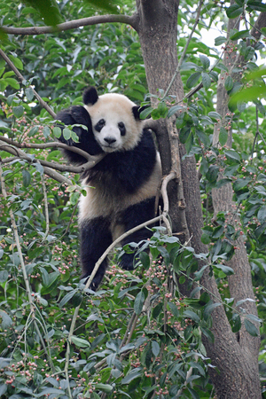 Panda in Chengdu, Chinaの写真素材