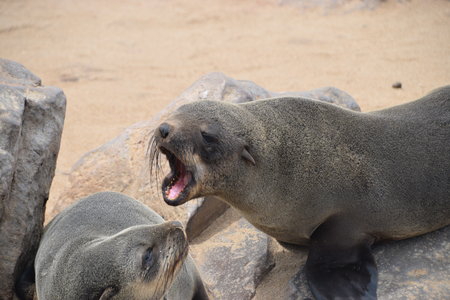 Cape fur sealの写真素材